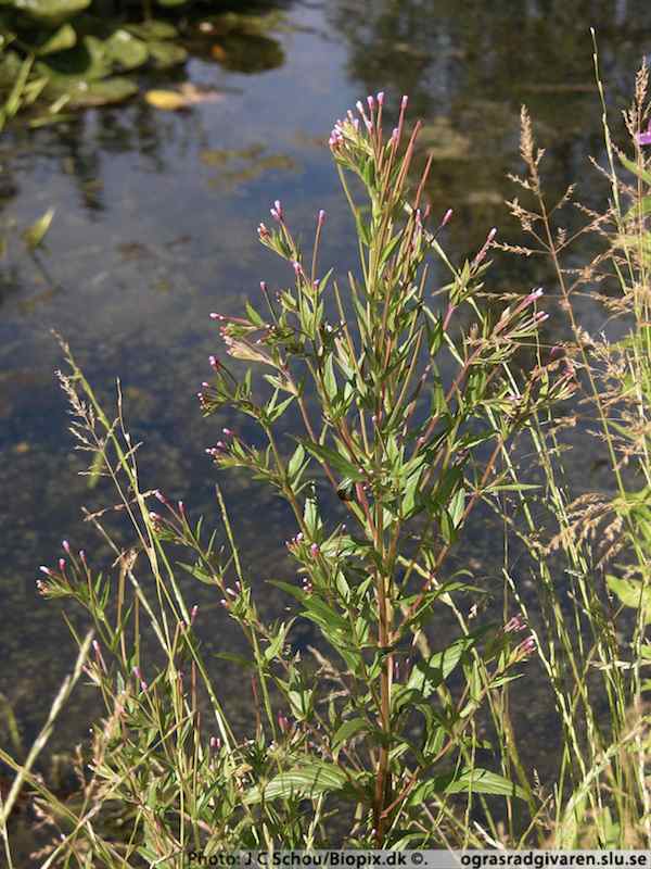 Amerikansk dunört (E. adenocaulon). Blommande plantor.